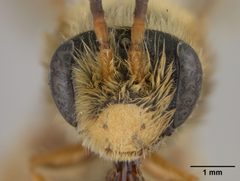 Andrena prunorum by the Smithsonian. Used under a CC0 license.