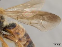 Andrena prunorum by the Smithsonian. Used under a CC0 license.