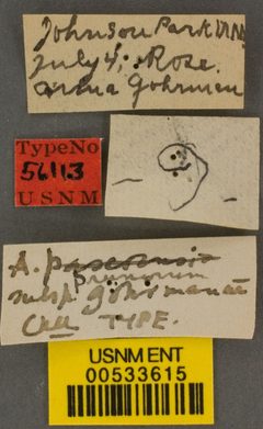 Andrena prunorum gohrmanae by the Smithsonian. Used under a CC0 license.