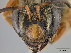 Andrena prunorum gohrmanae by the Smithsonian. Used under a CC0 license.
