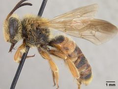 Andrena prunorum by the Smithsonian. Used under a CC0 license.
