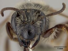 Andrena rufosignata by the Smithsonian. Used under a CC0 license.