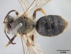 Andrena rufosignata by the Smithsonian. Used under a CC0 license.