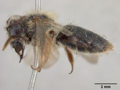 Andrena rufosignata by the Smithsonian. Used under a CC0 license.