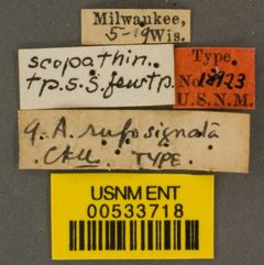 Andrena rufosignata by the Smithsonian. Used under a CC0 license.