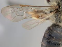 Andrena rufosignata by the Smithsonian. Used under a CC0 license.