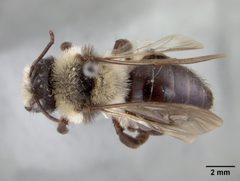 Andrena transnigra paysoni by the Smithsonian. Used under a CC0 license.