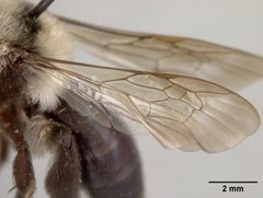 Andrena transnigra paysoni by the Smithsonian. Used under a CC0 license.