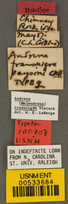 Andrena transnigra paysoni by the Smithsonian. Used under a CC0 license.
