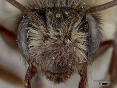 Andrena transnigra paysoni by the Smithsonian. Used under a CC0 license.