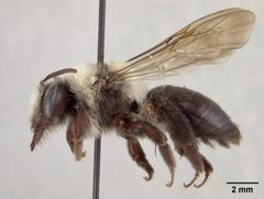 Andrena transnigra paysoni by the Smithsonian. Used under a CC0 license.
