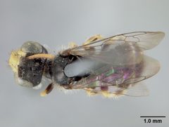 Calliopsis andreniformis rhodophilus by the Smithsonian. Used under a CC0 license.