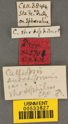 Calliopsis andreniformis rhodophilus by the Smithsonian. Used under a CC0 license.