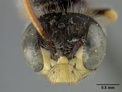 Calliopsis andreniformis rhodophilus by the Smithsonian. Used under a CC0 license.