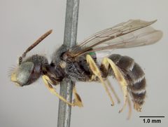 Calliopsis andreniformis rhodophilus by the Smithsonian. Used under a CC0 license.