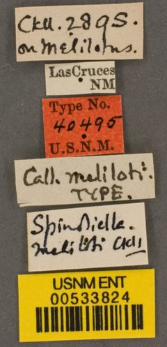 Calliopsis meliloti by the Smithsonian. Used under a CC0 license.