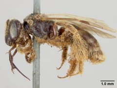 Calliopsis perlaevis by the Smithsonian. Used under a CC0 license.