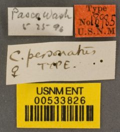 Calliopsis personatus by the Smithsonian. Used under a CC0 license.