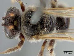 Calliopsis renimaculatus by the Smithsonian. Used under a CC0 license.