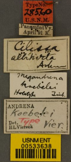 Megandrena (Ancylandrena) koebelei by the Smithsonian. Used under a CC0 license.