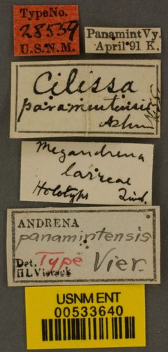 Megandrena (Ancylandrena) larreae by the Smithsonian. Used under a CC0 license.