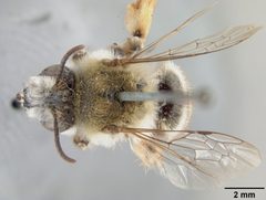 Megandrena (Ancylandrena) larreae by the Smithsonian. Used under a CC0 license.