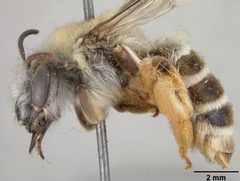 Megandrena (Ancylandrena) larreae by the Smithsonian. Used under a CC0 license.