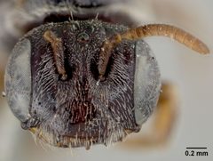 Panurginus callurus by the Smithsonian. Used under a CC0 license.