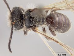 Panurginus morrisoni by the Smithsonian. Used under a CC0 license.