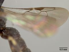 Panurginus nebrascensis by the Smithsonian. Used under a CC0 license.