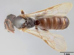 Panurginus pauper var. flavotinctus by the Smithsonian. Used under a CC0 license.