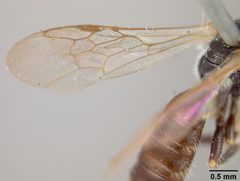 Panurginus pauper var. flavotinctus by the Smithsonian. Used under a CC0 license.