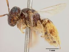 Panurginus pectiphilus by the Smithsonian. Used under a CC0 license.