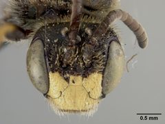 Panurginus piercei by the Smithsonian. Used under a CC0 license.