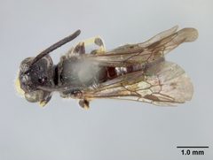 Panurginus planatus by the Smithsonian. Used under a CC0 license.