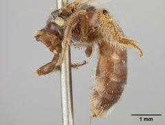 Panurginus ximenesiae by the Smithsonian. Used under a CC0 license.
