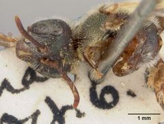 Perdita albipennis var. helianthi by the Smithsonian. Used under a CC0 license.