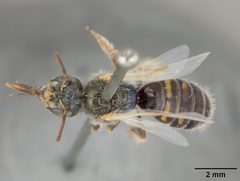 Perdita albipennis var. lingualis by the Smithsonian. Used under a CC0 license.