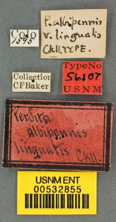 Perdita albipennis var. lingualis by the Smithsonian. Used under a CC0 license.