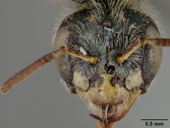 Perdita albipennis var. lingualis by the Smithsonian. Used under a CC0 license.