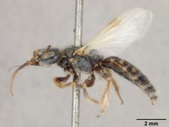 Perdita albipennis var. lingualis by the Smithsonian. Used under a CC0 license.
