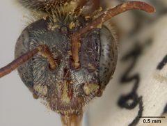 Perdita albipennis var. helianthi by the Smithsonian. Used under a CC0 license.