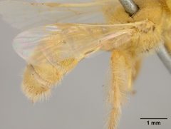 Perdita beata by the Smithsonian. Used under a CC0 license.