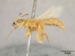 Perdita beata by the Smithsonian. Used under a CC0 license.