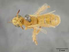 Perdita beata by the Smithsonian. Used under a CC0 license.