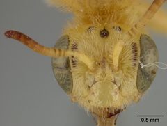 Perdita beata by the Smithsonian. Used under a CC0 license.