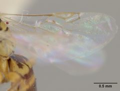 Perdita bicuspidariae by the Smithsonian. Used under a CC0 license.