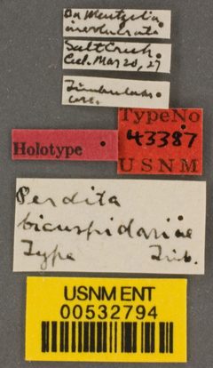 Perdita bicuspidariae by the Smithsonian. Used under a CC0 license.
