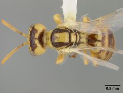 Perdita bicuspidariae by the Smithsonian. Used under a CC0 license.