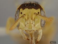Perdita bicuspidariae by the Smithsonian. Used under a CC0 license.